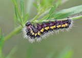 caterpillar at Harrison Lake 