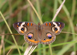 Buckeye Butterfly