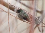 Ruby-throated Hummingbird