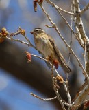 Black-headed Grosbeak