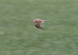 Mountain Plover