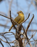 Summer Tanager