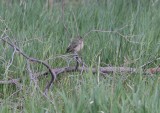 Painted Bunting