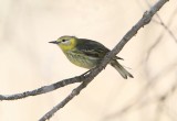 Cape May Warbler