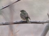 Painted Bunting