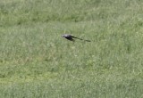 Scissor-tailed Flycatcher