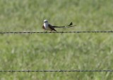 Scissor-tailed Flycatcher