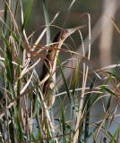 Least Bittern