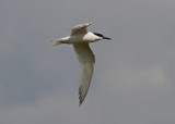 Sandwich Tern