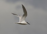 Sandwich Tern