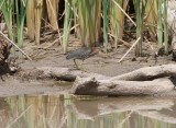 Green Heron