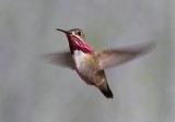 Calliope Hummingbird