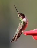 Broad-tailed Hummingbird