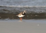 Ruddy Turnstone