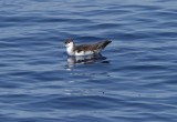 Audubons Shearwater