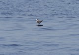 Bridled Tern