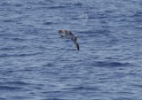 Corys Shearwater