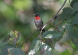 Ruby-throated Hummingbird