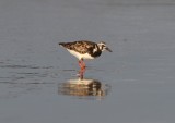 Ruddy Turnstone