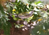 Chestnut-sided Warbler