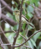 Yellow-bellied Flycatcher