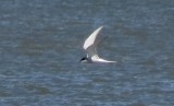 Arctic Tern