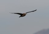 Pomarine Jaeger