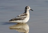 Red Phalarope