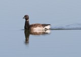 Brant (gray-bellied)