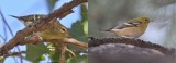 Blackpoll left, Bay-breasted right