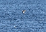 Slaty-backed Gull (ostensible)