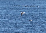 Slaty-backed Gull