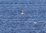 Slaty-backed Gull