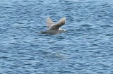 Glaucous-winged Gull