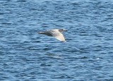 Glaucous-winged Gull