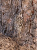 Brown Creeper