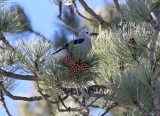 Clark's Nutcracker