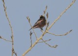 Black Rosy-Finch