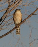 Sharp-shinned Hawk