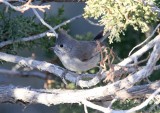 Juniper Titmouse