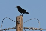 Chihuahuan Raven