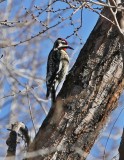 Yellow-bellied Sapsucker
