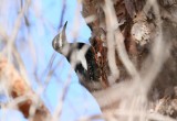 Williamson's Sapsucker