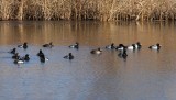 Greater Scaup
