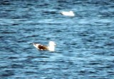 Slaty-backed Gull