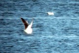 Slaty-backed Gull