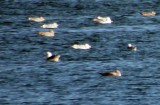 Slaty-backed Gull