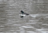 Barrow's Goldeneye