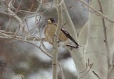 Evening Grosbeak