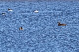 White-winged Scoter